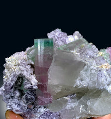 Bicolor Tourmaline Crystals with Quartz on Lepidolite from Afghanistan - 335 gram