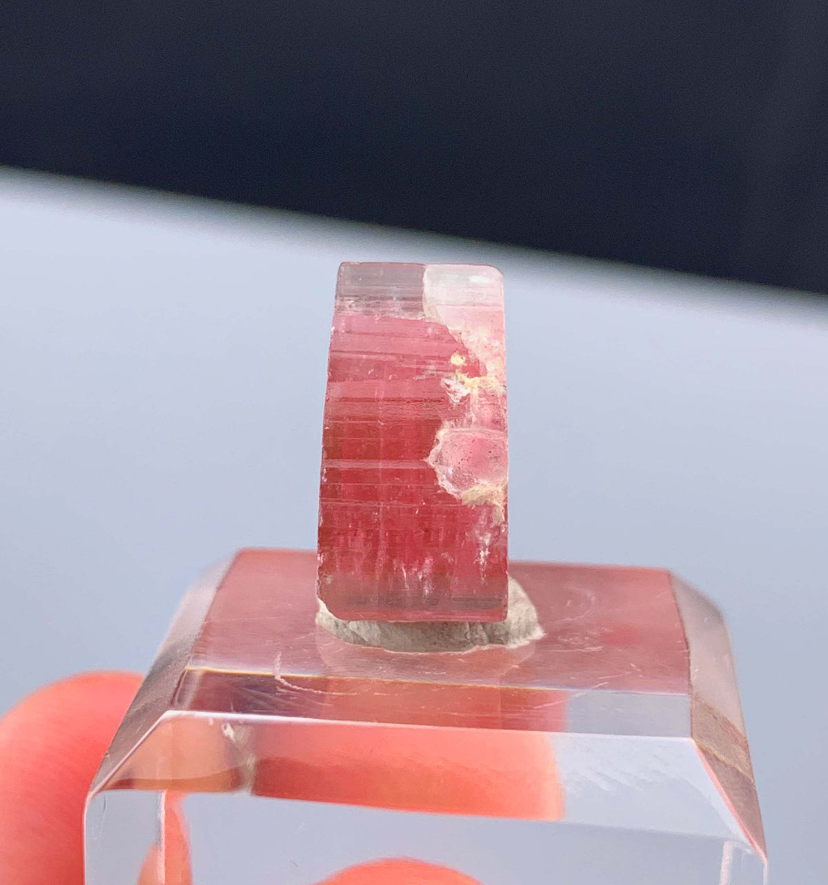 Watermelon Tourmaline Slice from Afghanistan - 14.35 Carats