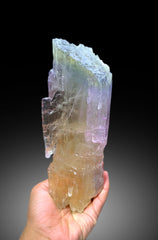 Natural Tricolor Kunzite Crystal from Nuristan Afghanistan - 1625 gram