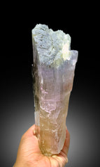 Natural Tricolor Kunzite Crystal from Nuristan Afghanistan - 1625 gram