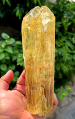 Exquisite Yellow Triphane Kunzite Crystal from Afghanistan - 826 gram