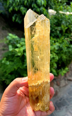 Exquisite Yellow Triphane Kunzite Crystal from Afghanistan - 833 gram