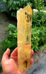 Exquisite Yellow Triphane Kunzite Crystal from Afghanistan - 833 gram