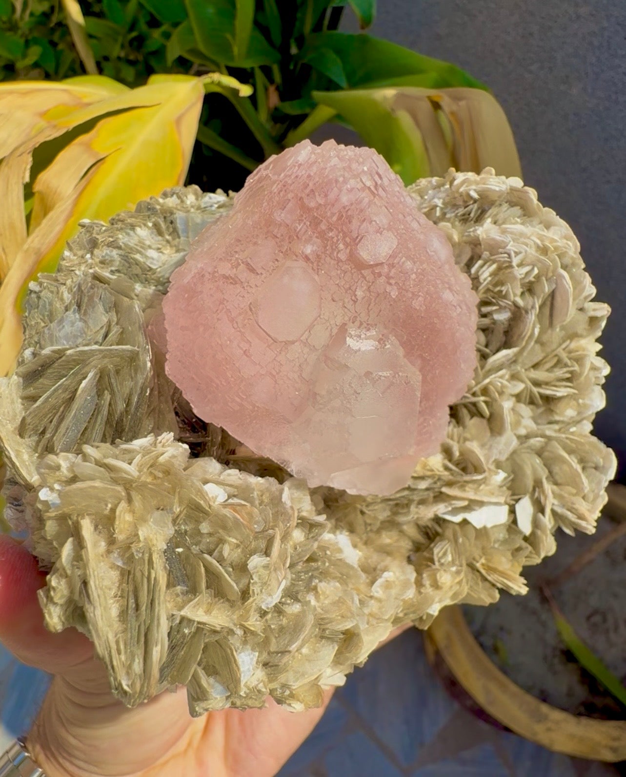 Pink Fluorite on Mica from Pakistan , 1436 gram