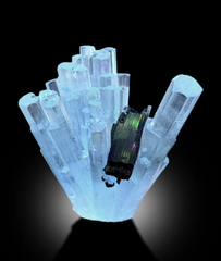 Sky Blue Color Aquamarine Bunch with Schorl Tourmalines from Shigar valley Skardu Pakistan - 40 gram