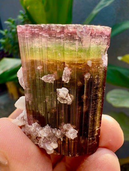 Tourmaline crystal with Lepidolite from Afghanistan, 55 gram