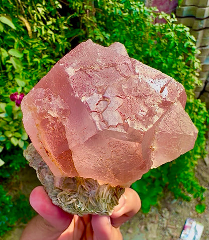 Pink Fluorite on Mica from Pakistan, 1127 gram