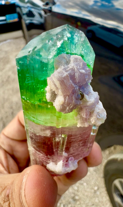 Watermelon Tourmaline Crystal with Lepidolite and Microlite from Paprok, 78 gram