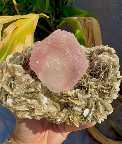 Pink Fluorite on Mica from Pakistan , 1436 gram