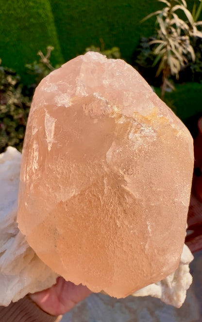 Morganite with Mica and Albite from Afghanistan, 699 gram