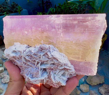 Spodumene var Kunzite with Cleavlandite Albite from Afghanistan, 1231 gram