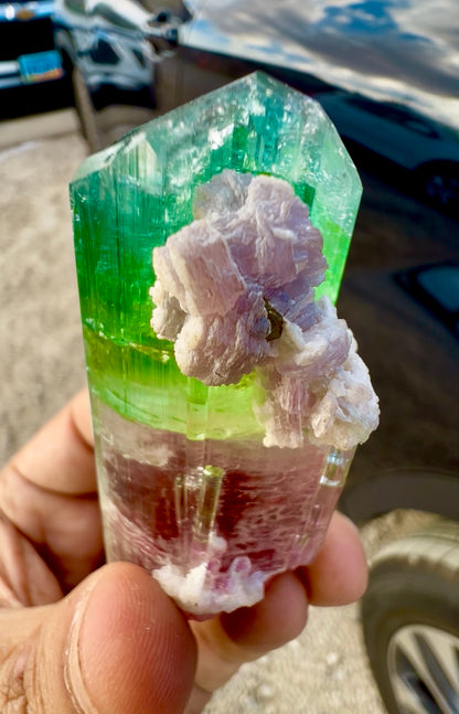 Watermelon Tourmaline Crystal with Lepidolite and Microlite from Paprok, 78 gram
