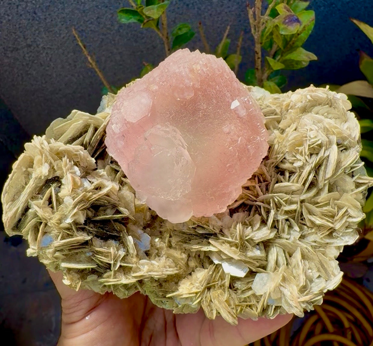 Pink Fluorite on Mica from Pakistan , 1436 gram