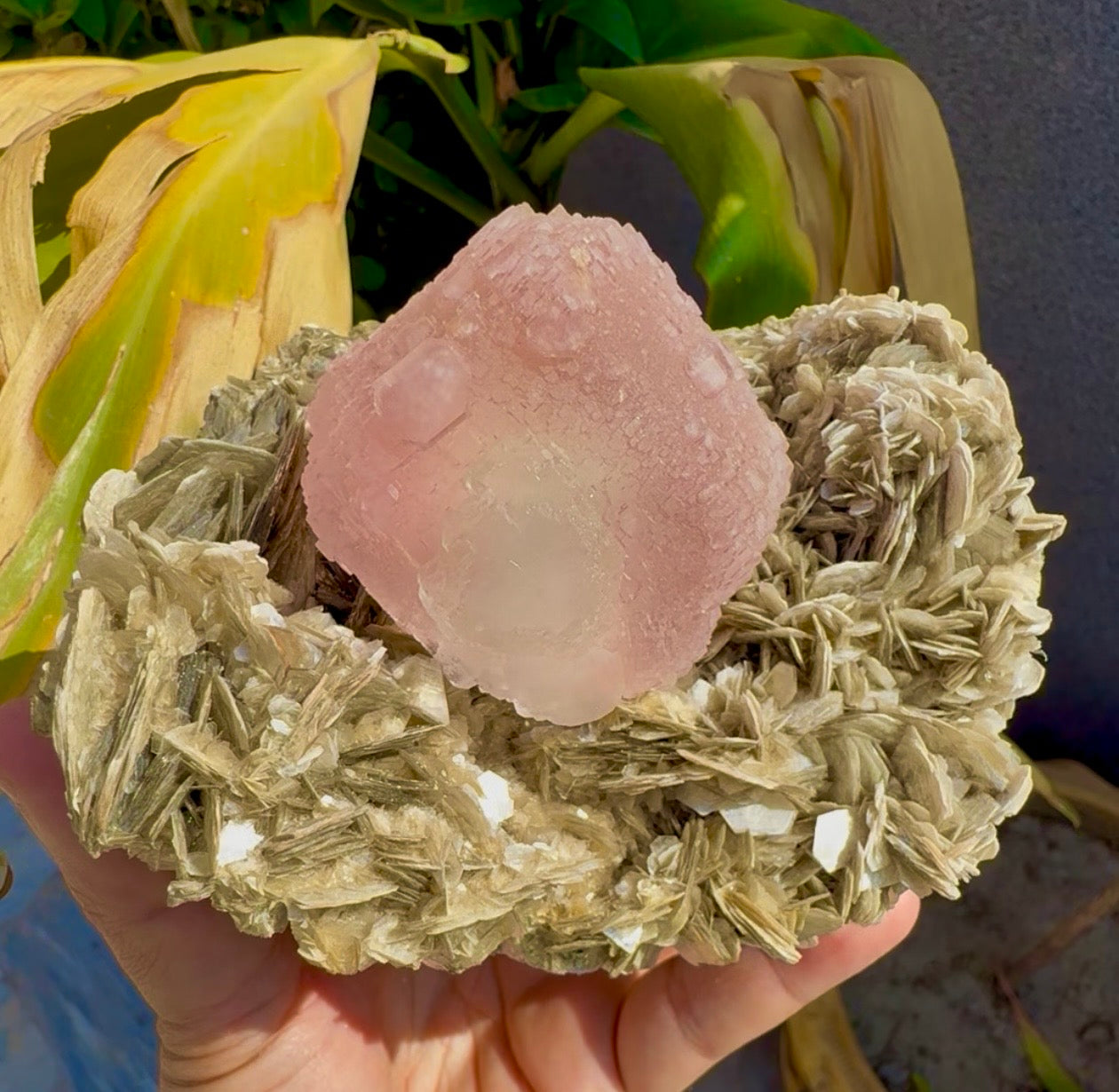 Pink Fluorite on Mica from Pakistan , 1436 gram