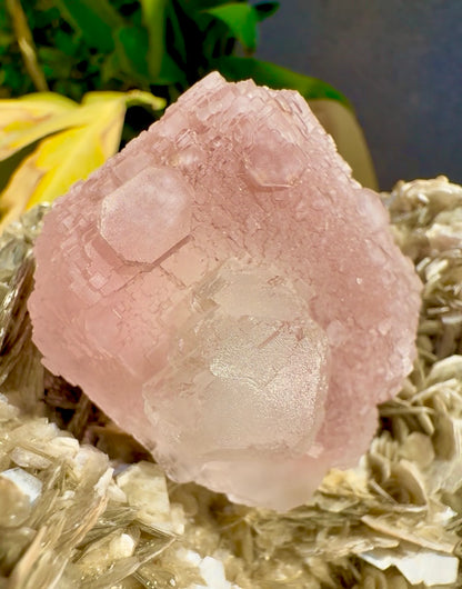 Pink Fluorite on Mica from Pakistan , 1436 gram