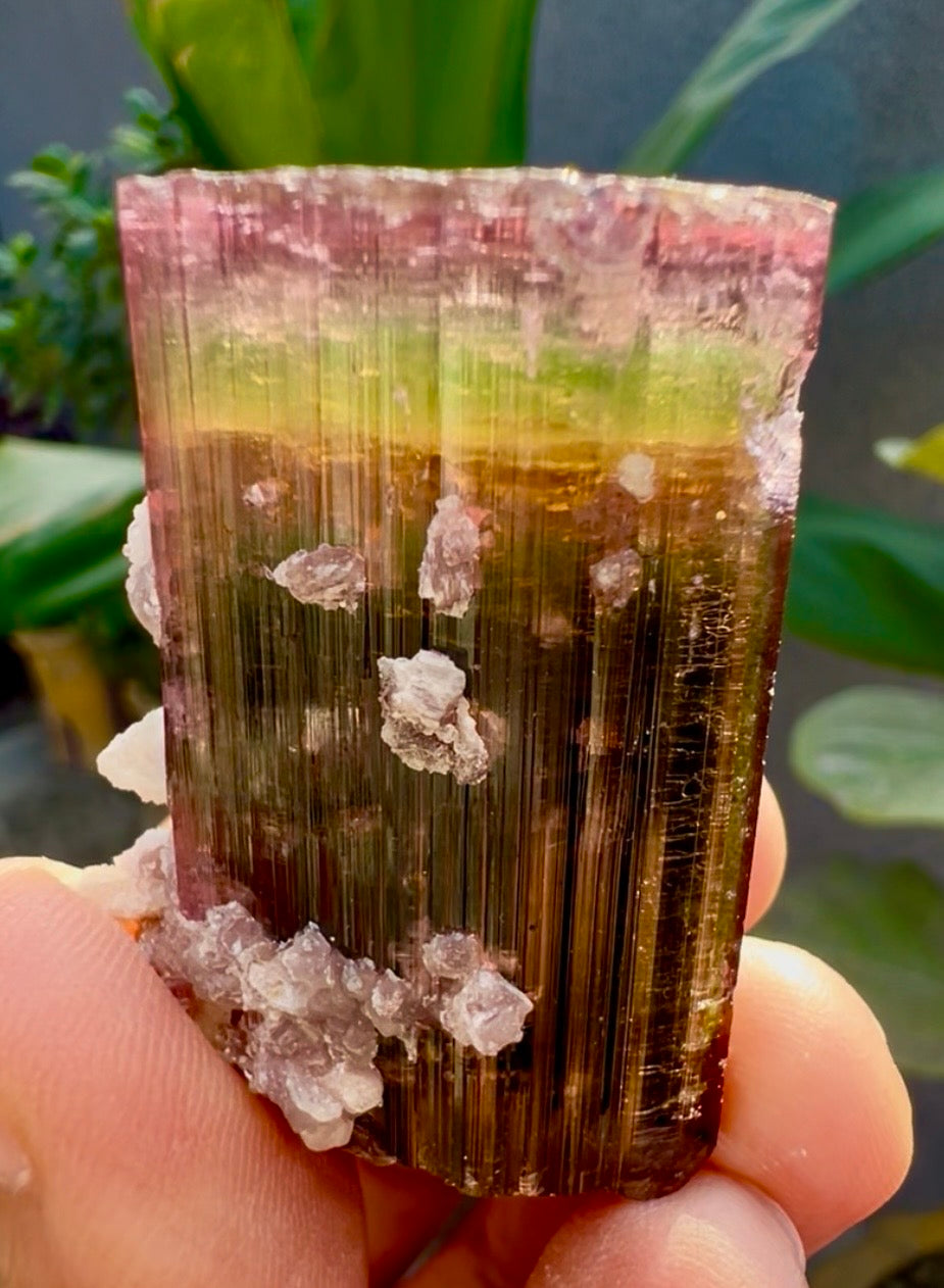 Tourmaline crystal with Lepidolite from Afghanistan, 55 gram