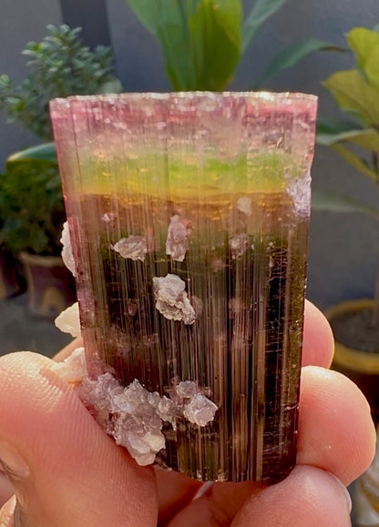 Tourmaline crystal with Lepidolite from Afghanistan, 55 gram