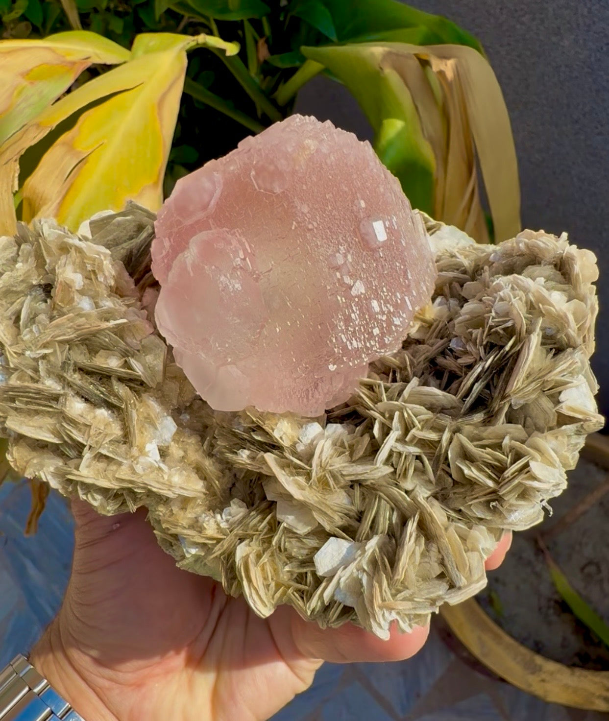 Pink Fluorite on Mica from Pakistan , 1436 gram