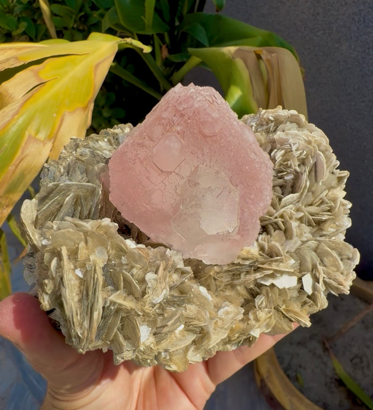Pink Fluorite on Mica from Pakistan , 1436 gram