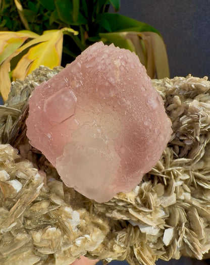 Pink Fluorite on Mica from Pakistan , 1436 gram