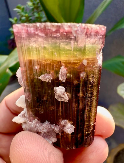 Tourmaline crystal with Lepidolite from Afghanistan, 55 gram