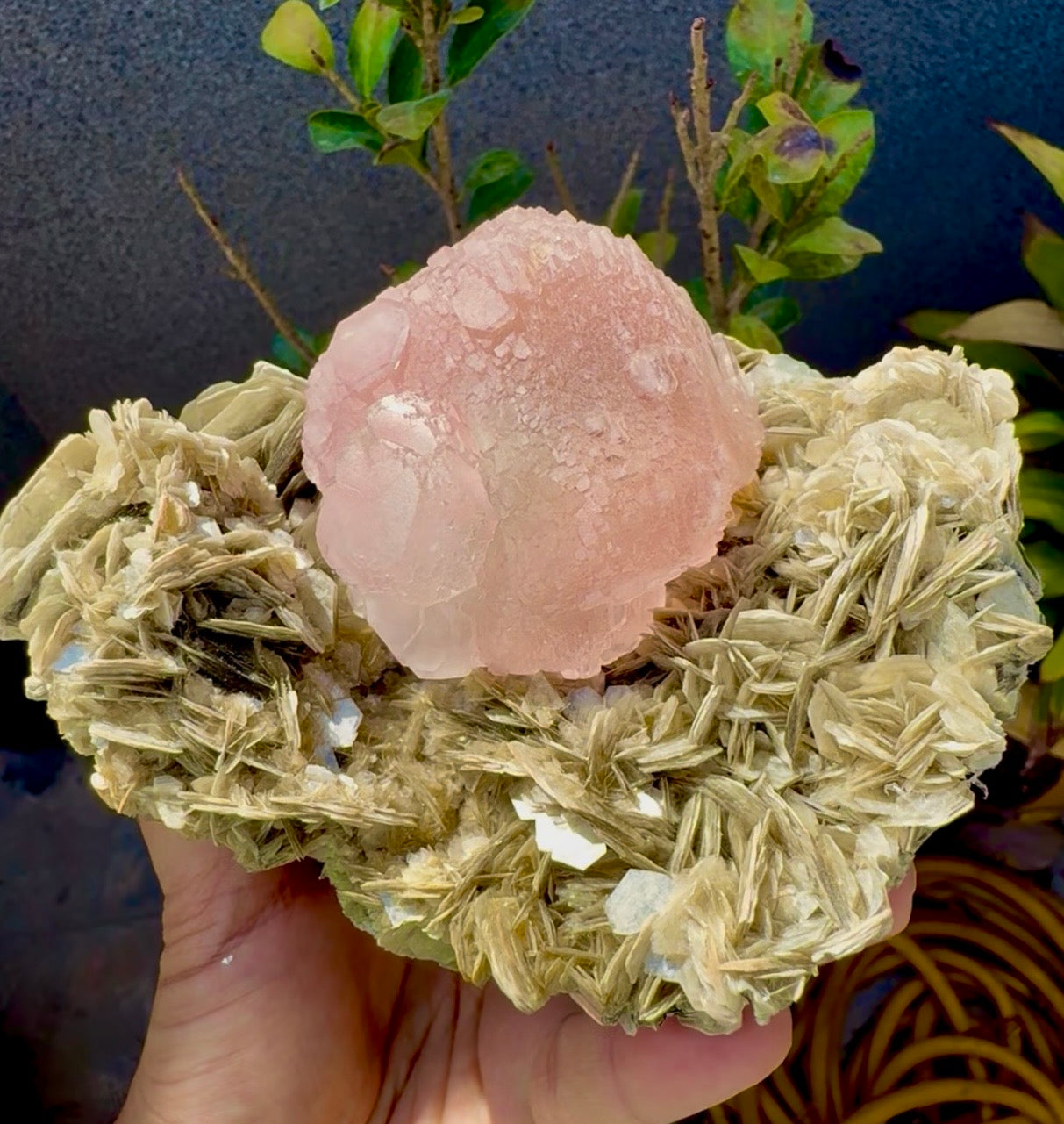 Pink Fluorite on Mica from Pakistan , 1436 gram