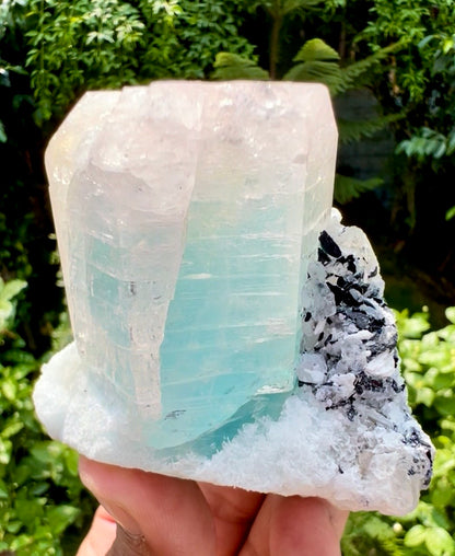 AquaMorganite Beryl with Tourmalines and Quartz on Albite from Afghanistan, 322 gram