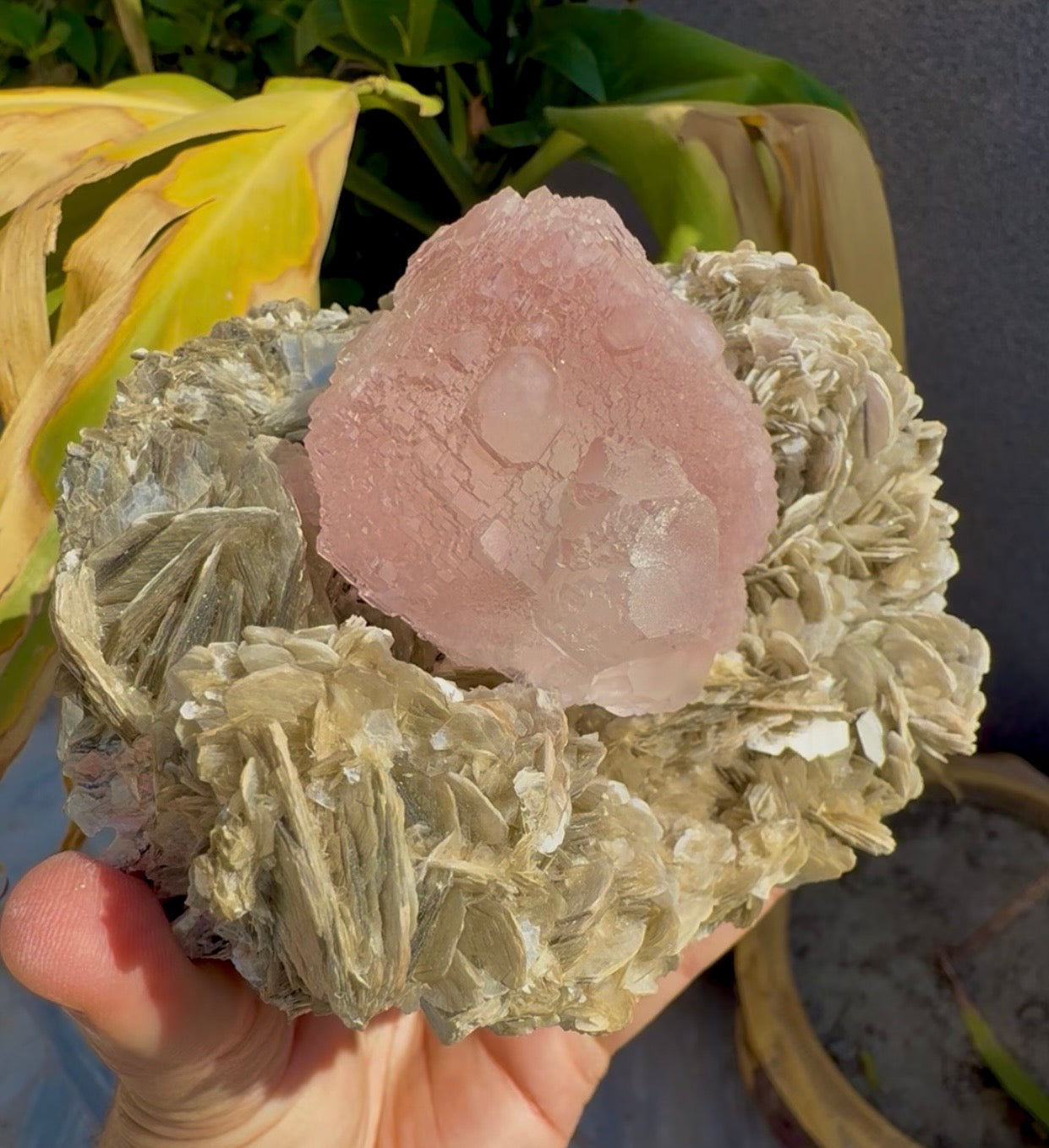 Pink Fluorite on Mica from Pakistan , 1436 gram
