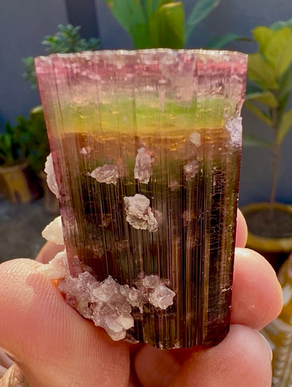 Tourmaline crystal with Lepidolite from Afghanistan, 55 gram