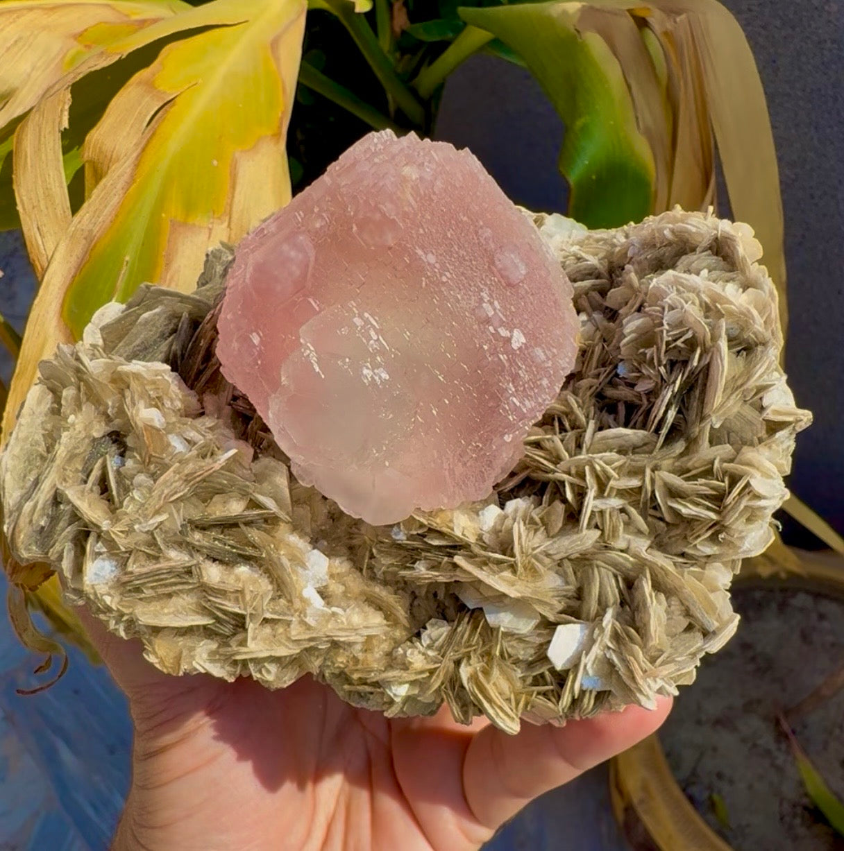 Pink Fluorite on Mica from Pakistan , 1436 gram