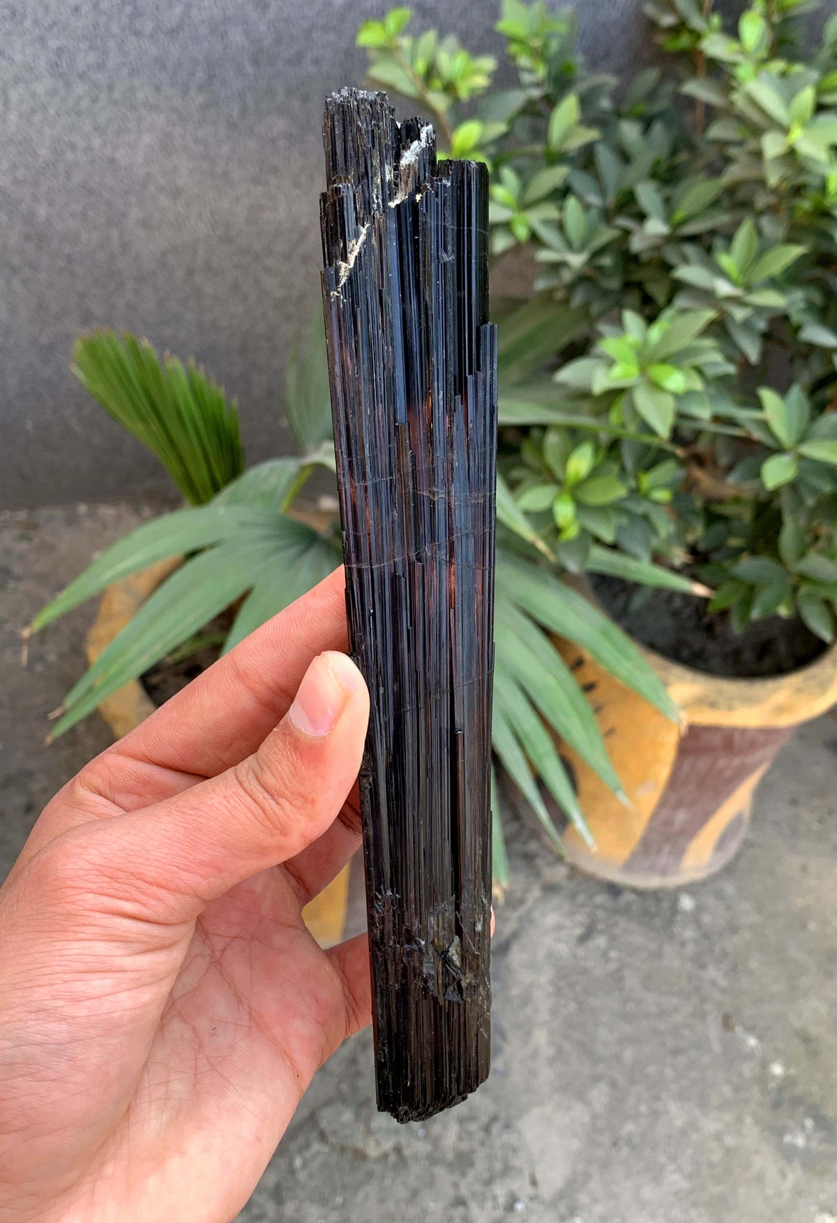 Museum Grade Schorl Black Tourmaline Crystal From Afghanistan - 193 Grams