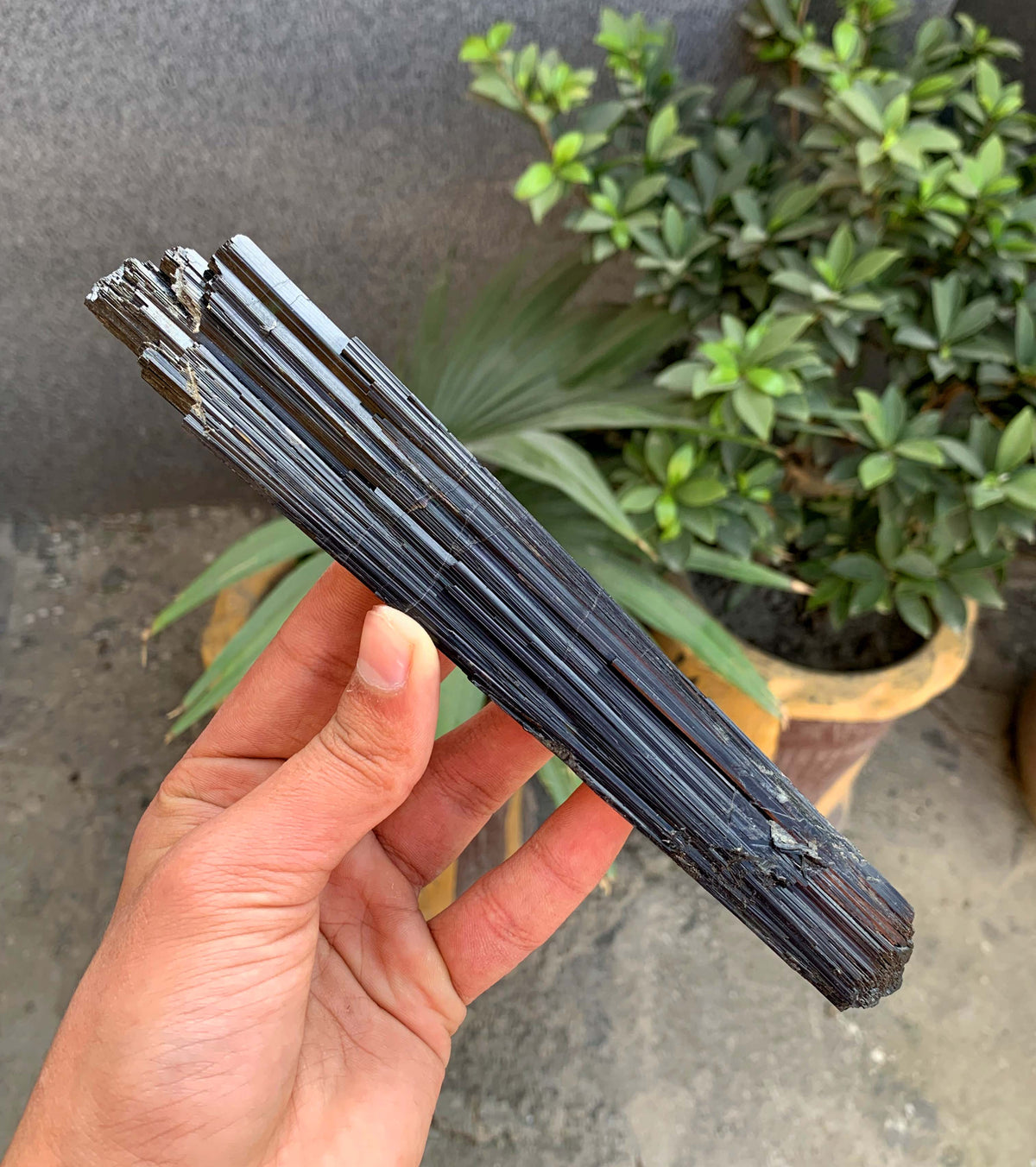 Museum Grade Schorl Black Tourmaline Crystal From Afghanistan - 193 Grams