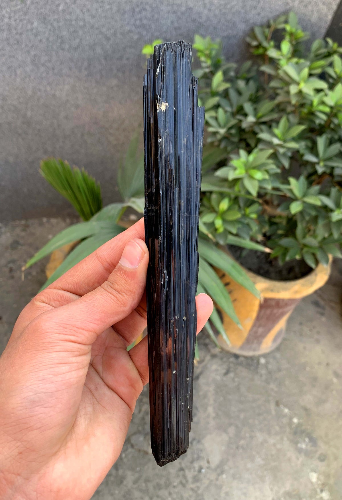 Museum Grade Schorl Black Tourmaline Crystal From Afghanistan - 193 Grams