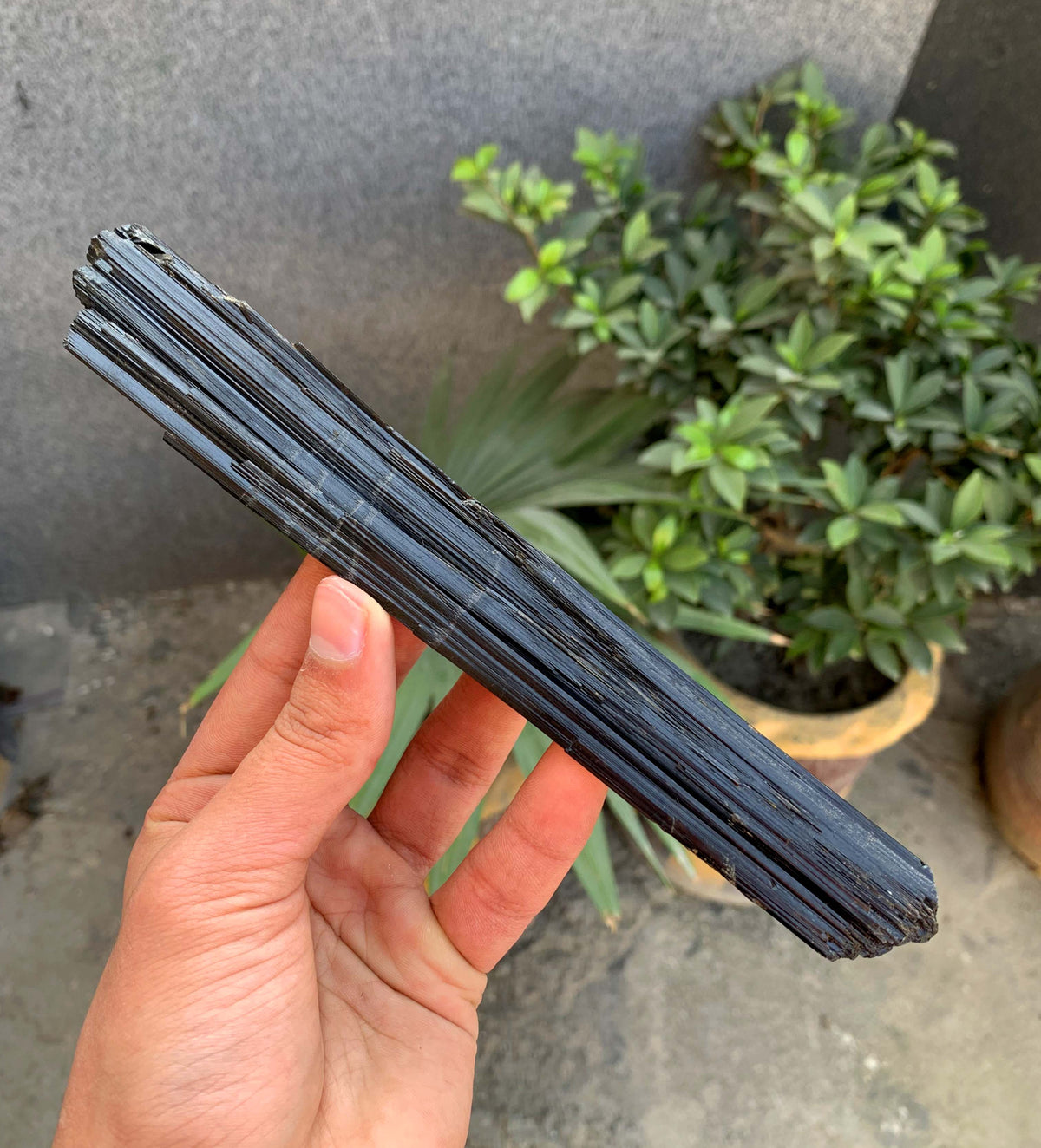 Museum Grade Schorl Black Tourmaline Crystal From Afghanistan - 193 Grams