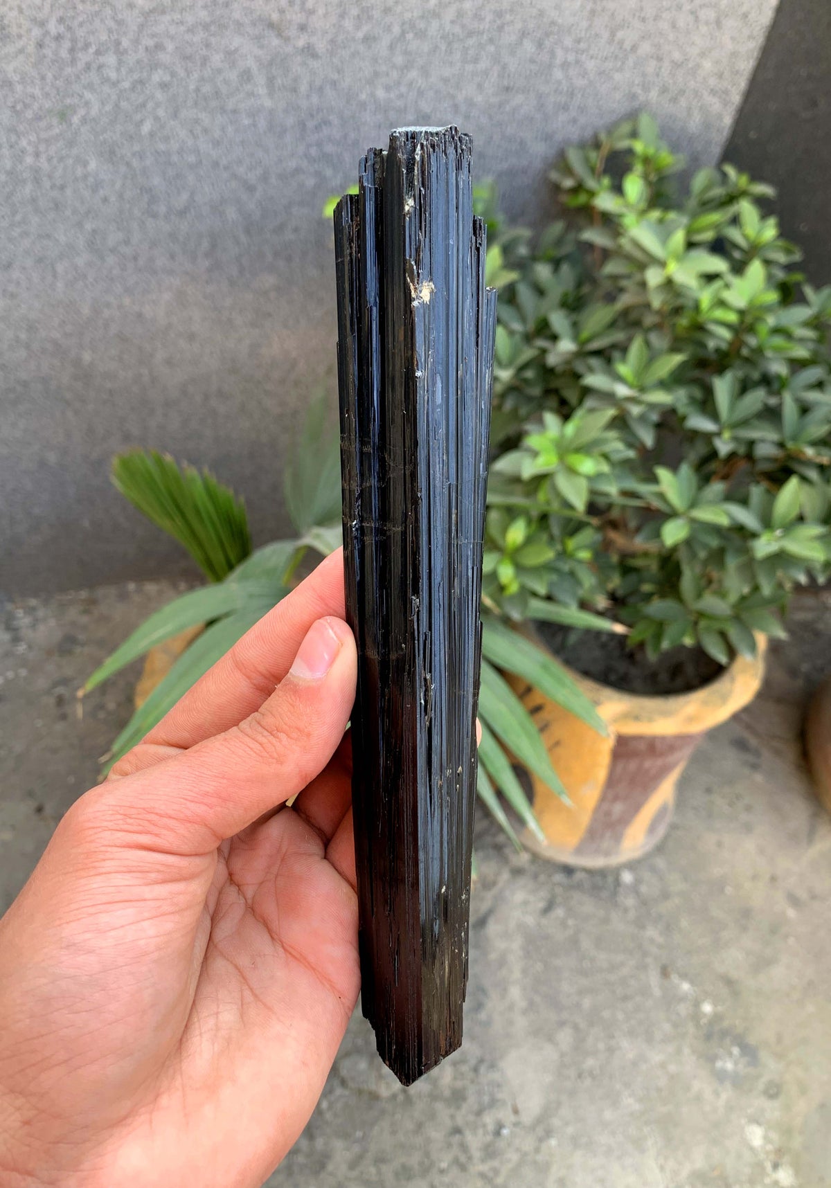 Museum Grade Schorl Black Tourmaline Crystal From Afghanistan - 193 Grams