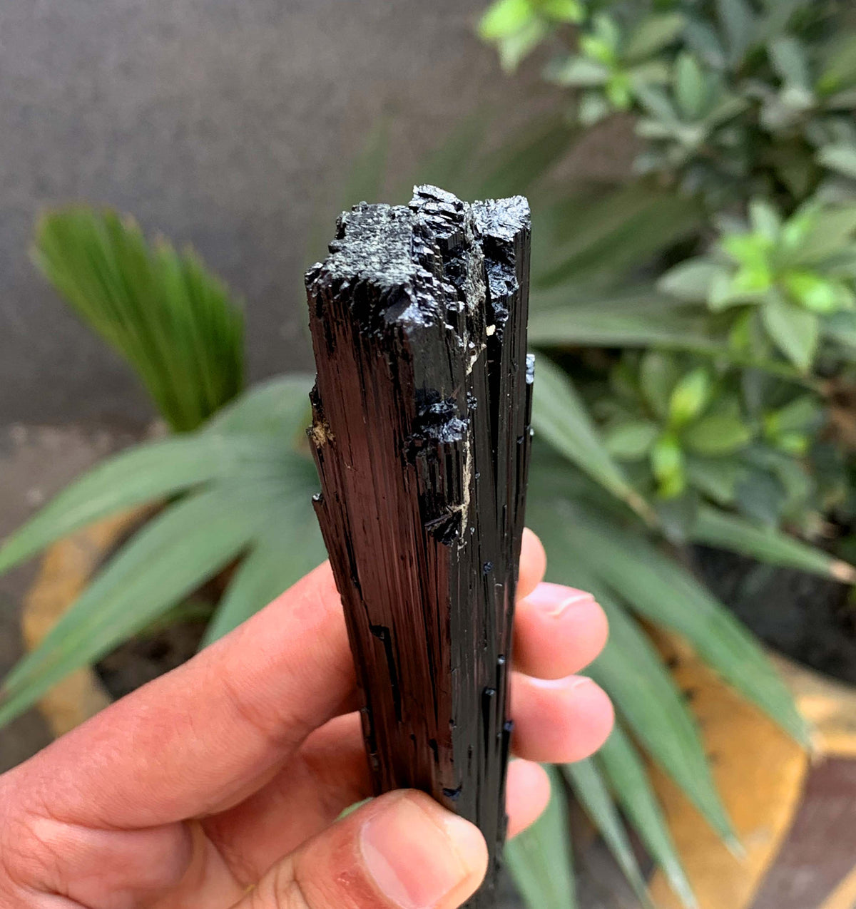 Museum Grade Schorl Black Tourmaline Crystal From Afghanistan - 193 Grams