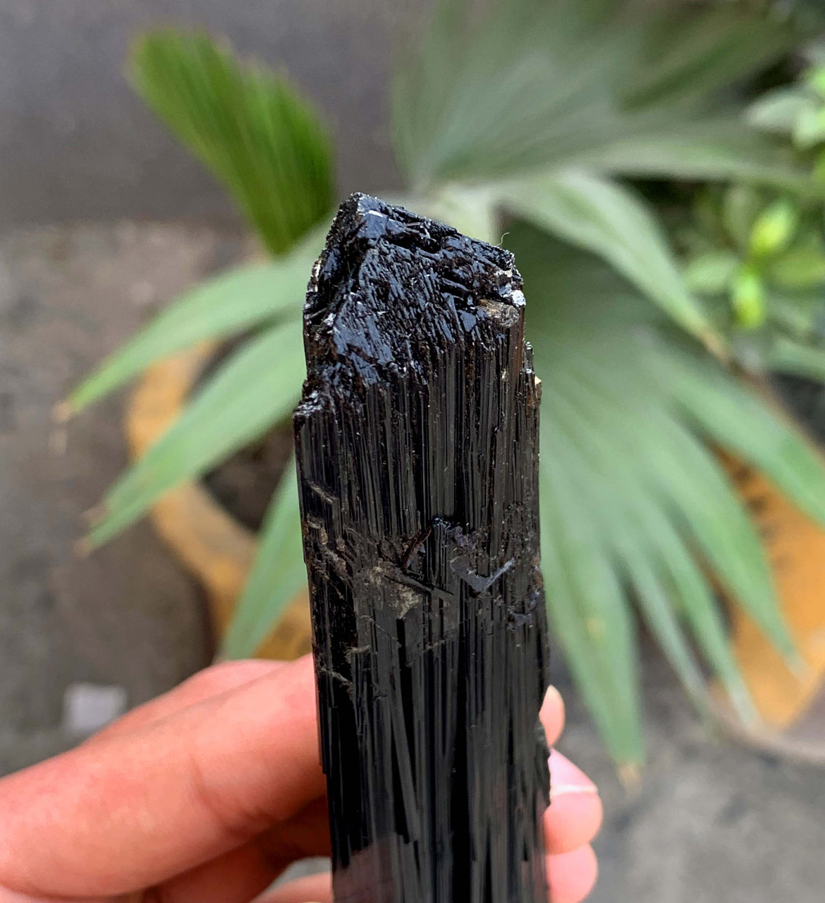 Museum Grade Schorl Black Tourmaline Crystal From Afghanistan - 193 Grams