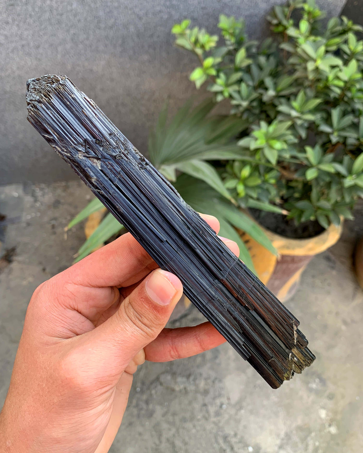 Museum Grade Schorl Black Tourmaline Crystal From Afghanistan - 193 Grams