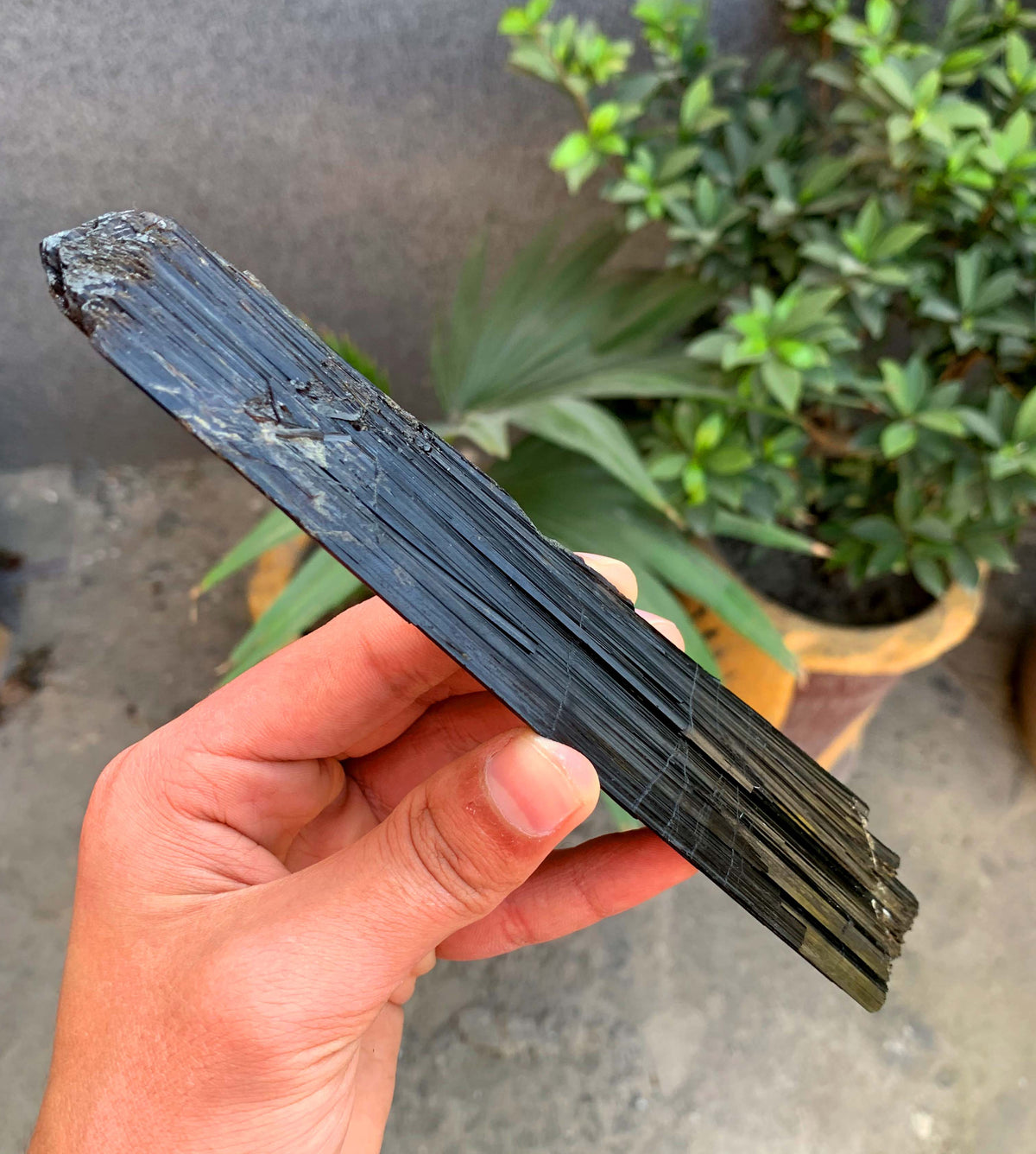 Museum Grade Schorl Black Tourmaline Crystal From Afghanistan - 193 Grams