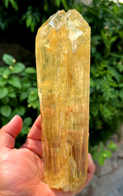 Exquisite Yellow Triphane Kunzite Crystal from Afghanistan - 826 gram