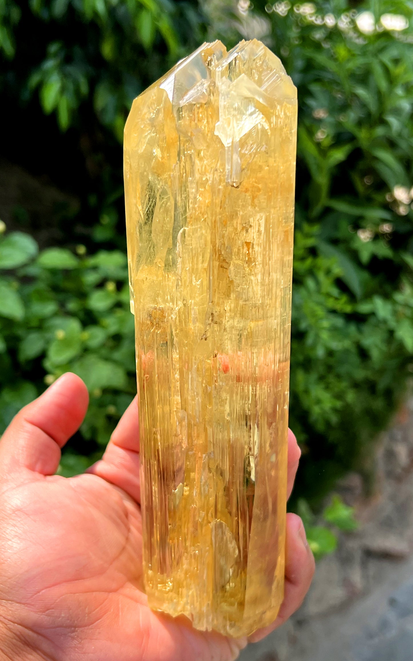 Exquisite Yellow Triphane Kunzite Crystal from Afghanistan - 826 gram