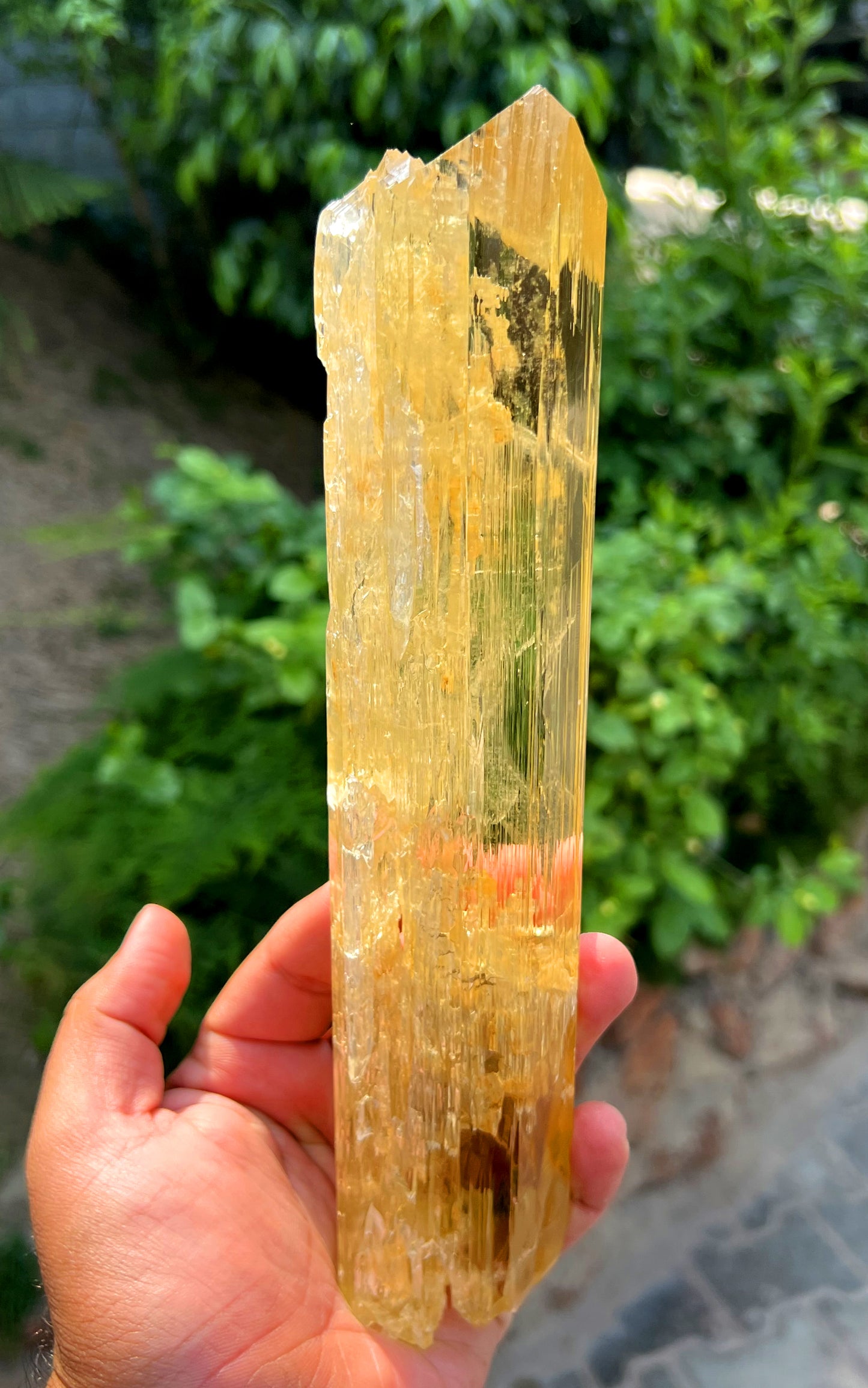 Exquisite Yellow Triphane Kunzite Crystal from Afghanistan - 833 gram