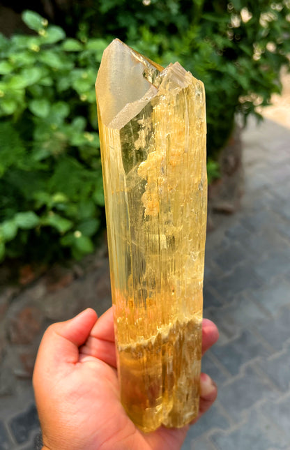 Exquisite Yellow Triphane Kunzite Crystal from Afghanistan - 833 gram