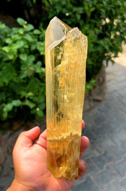 Exquisite Yellow Triphane Kunzite Crystal from Afghanistan - 833 gram