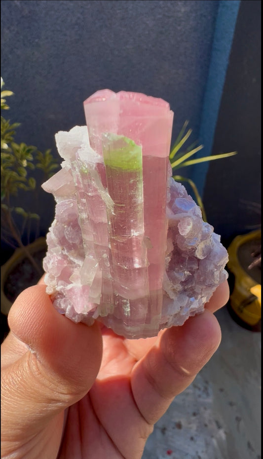 Bicolor Tourmaline with Pink Lepidolite from Afghanistan - 78 grams