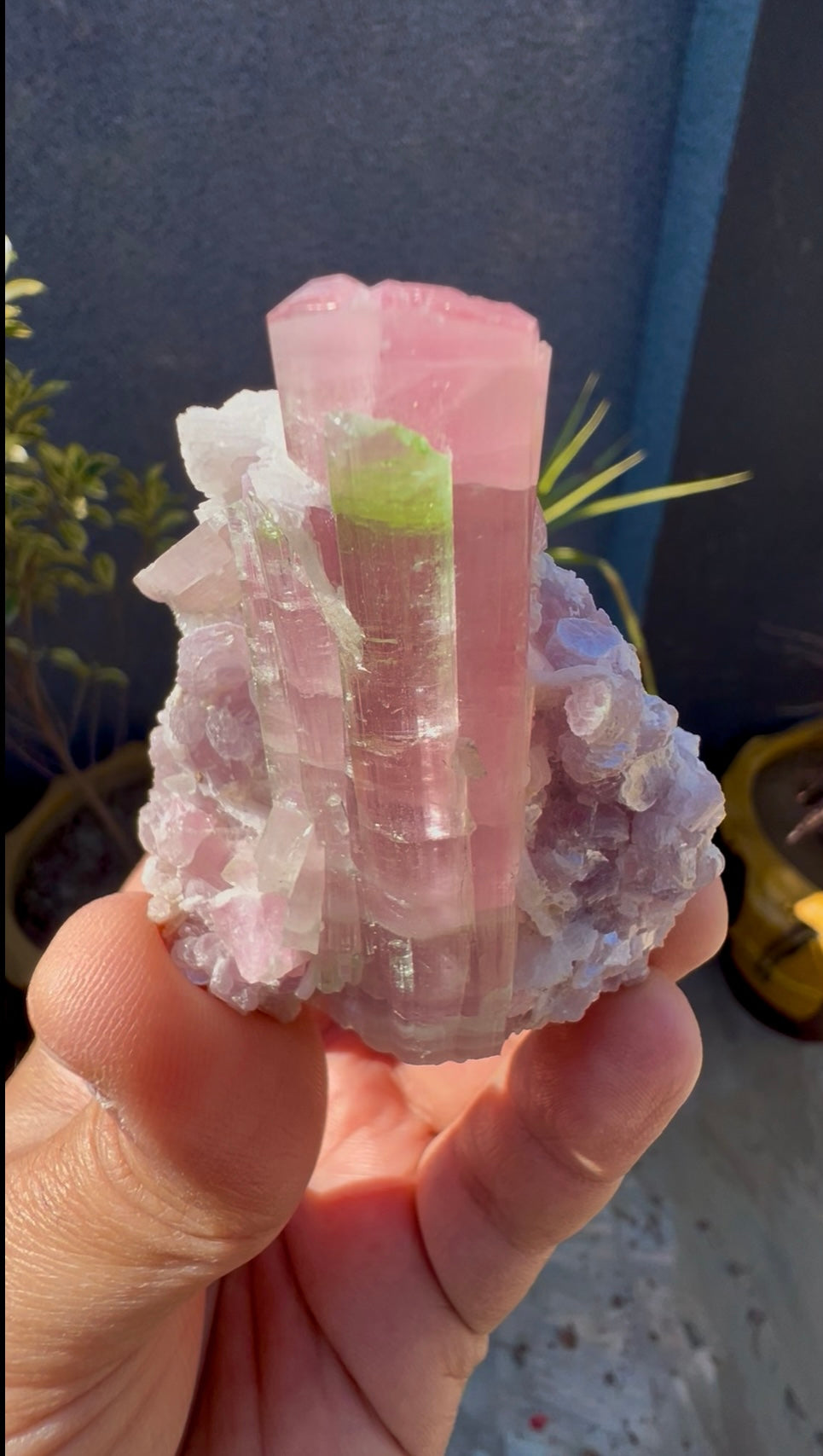 Bicolor Tourmaline with Pink Lepidolite from Afghanistan - 78 grams