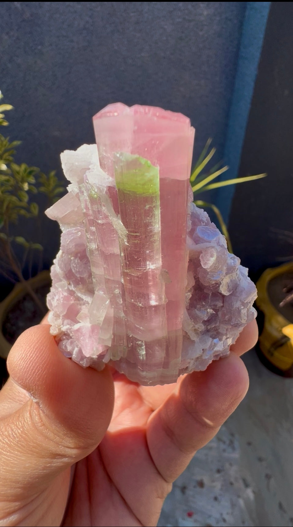 Bicolor Tourmaline with Pink Lepidolite from Afghanistan - 78 grams