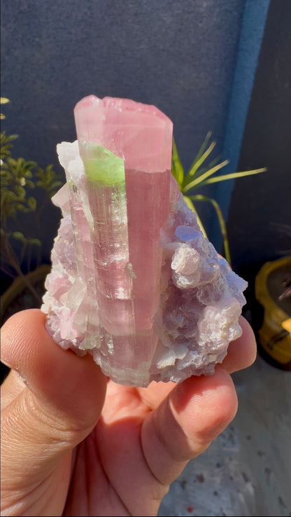 Bicolor Tourmaline with Pink Lepidolite from Afghanistan - 78 grams