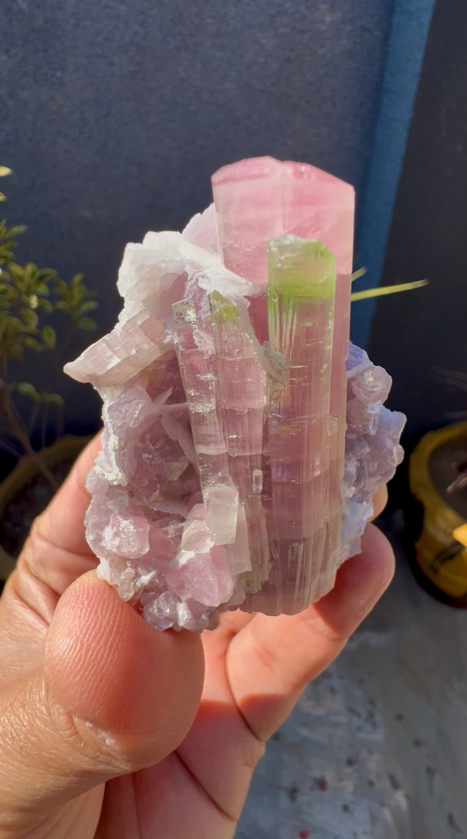 Bicolor Tourmaline with Pink Lepidolite from Afghanistan - 78 grams