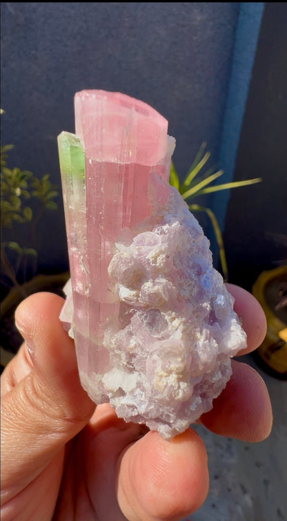 Bicolor Tourmaline with Pink Lepidolite from Afghanistan - 78 grams